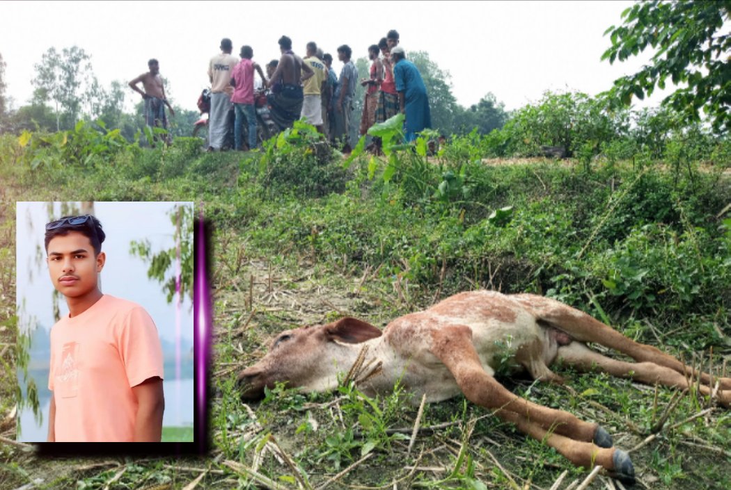 সরিষাবাড়ীতে ঘাস খাওয়া নিয়ে সাড়ে ৩ মাস বয়সী বাছুরকে আঘাত করে হত্যা