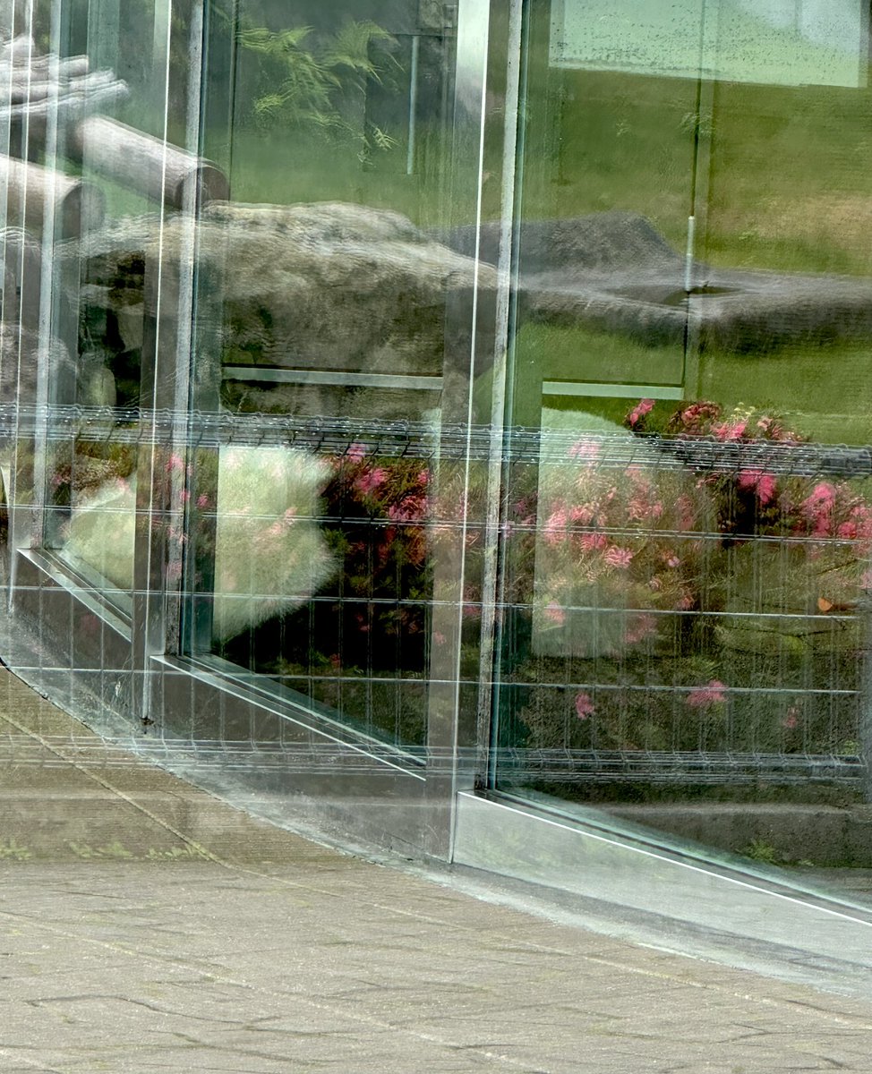 a2rQLkfCs4JF5wQ's tweet image. 結ちゃん♡とお花のドレス🩷

#結浜  #PANDALOVE
#アドベンチャーワールド
2025.6.13  13:21🌥️