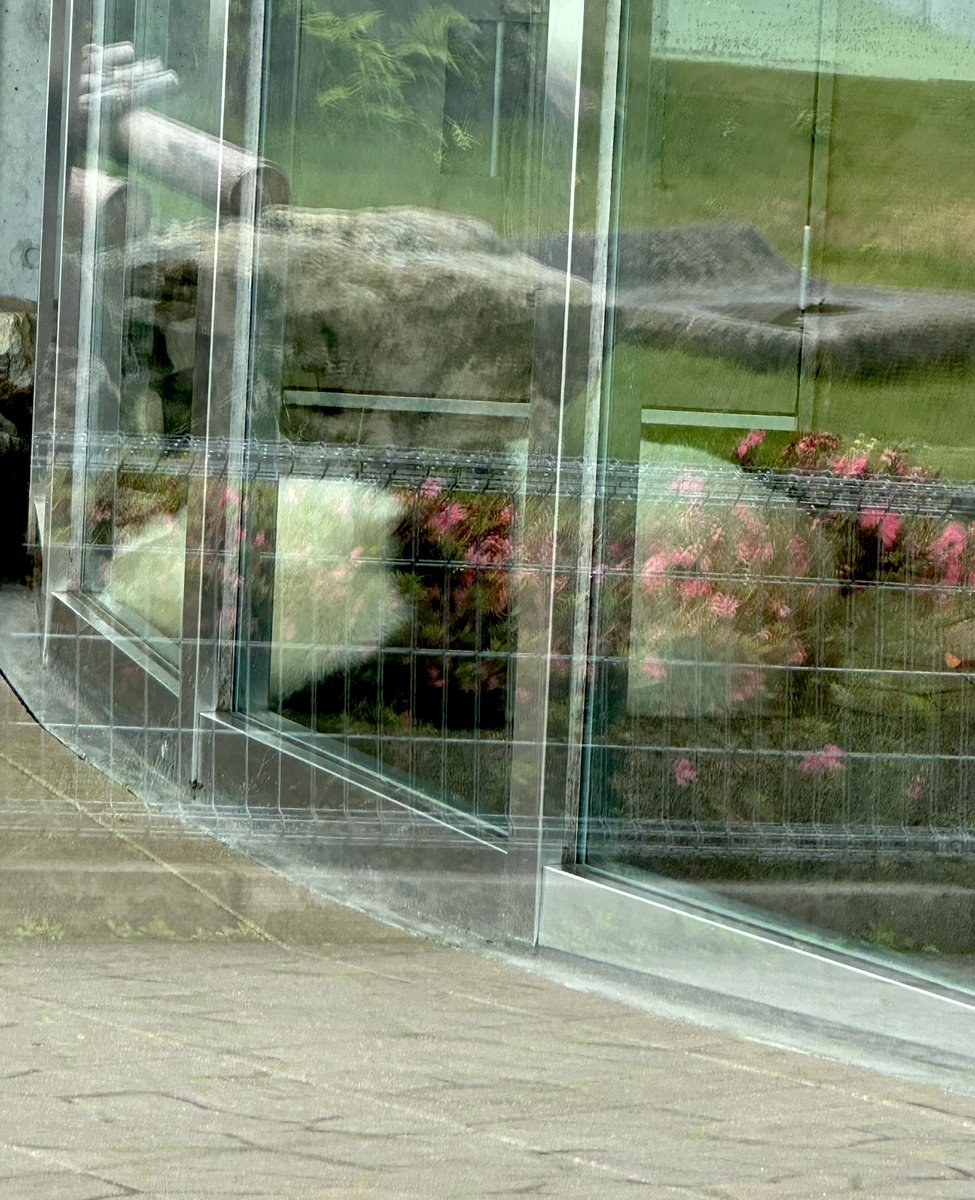 a2rQLkfCs4JF5wQ's tweet image. 結ちゃん♡とお花のドレス🩷

#結浜  #PANDALOVE
#アドベンチャーワールド
2025.6.13  13:21🌥️