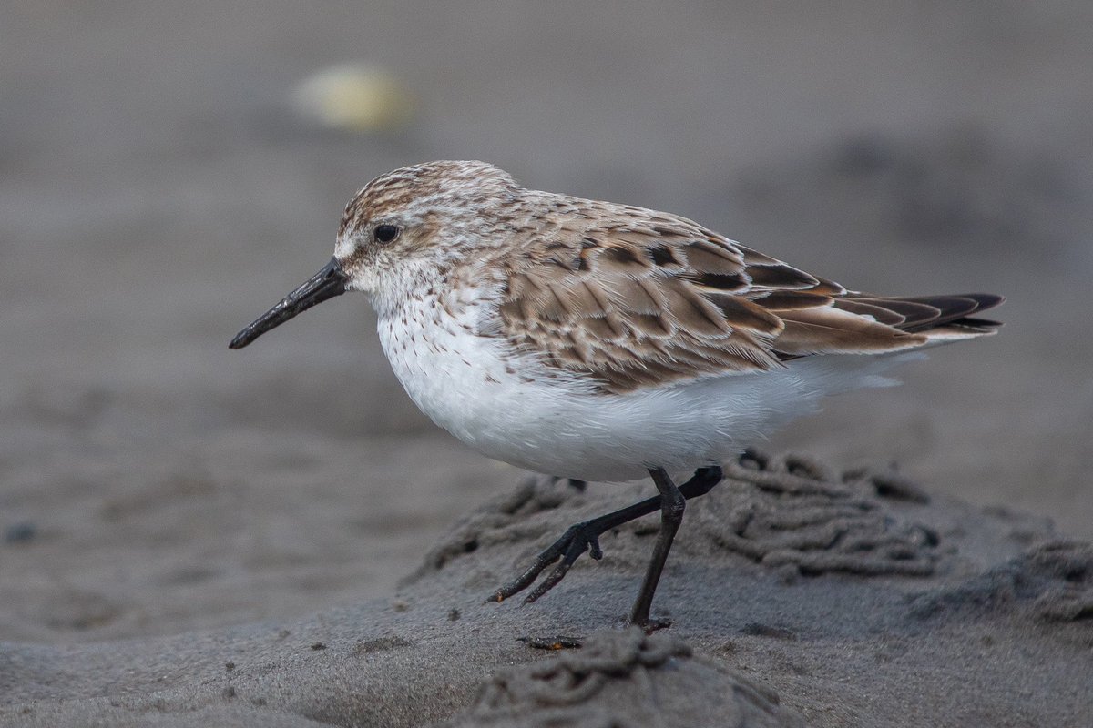 Paul Hackett (@paulhdigiman) on Twitter photo Western Sandpiper 1s, Maidens Ayrshire. June 13 2025. #digiscoped #digiscoping #digiscope <a href="/ScottishBirding/">The SOC</a> <a href="/RareBirdAlertUK/">RareBirdAlertUK</a> <a href="/BirdGuides/">BirdGuides</a> <a href="/KowaOptics/">Kowa Sporting Optics</a> <a href="/LUMIX_Japan/">LUMIX JAPAN</a> Western Sandpiper 1s, Maidens Ayrshire. June 13 2025. #digiscoped #digiscoping #digiscope <a href="/ScottishBirding/">The SOC</a> <a href="/RareBirdAlertUK/">RareBirdAlertUK</a> <a href="/BirdGuides/">BirdGuides</a> <a href="/KowaOptics/">Kowa Sporting Optics</a> <a href="/LUMIX_Japan/">LUMIX JAPAN</a>