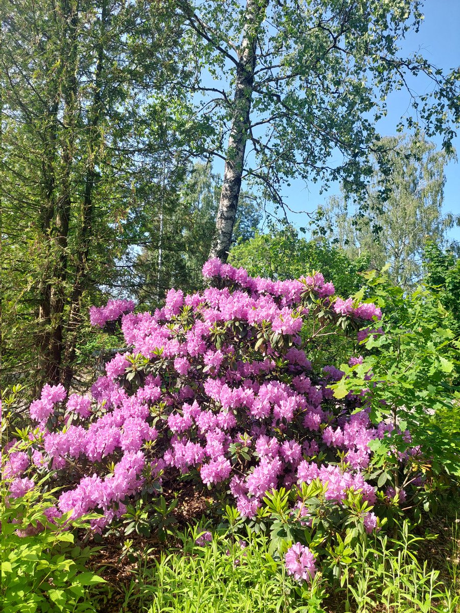 Taitaa olla tulossa hellepäivä. Lämmintä sunnuntaita 💜🩷💜