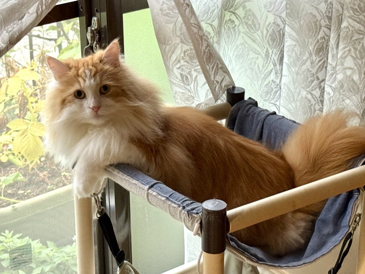 indomitable_val's tweet image. 愛猫グラの近況が送られてきたんだけど・・・元気っぽい😀
よかったよかった
1人暮らしも頑張れるぜ😤