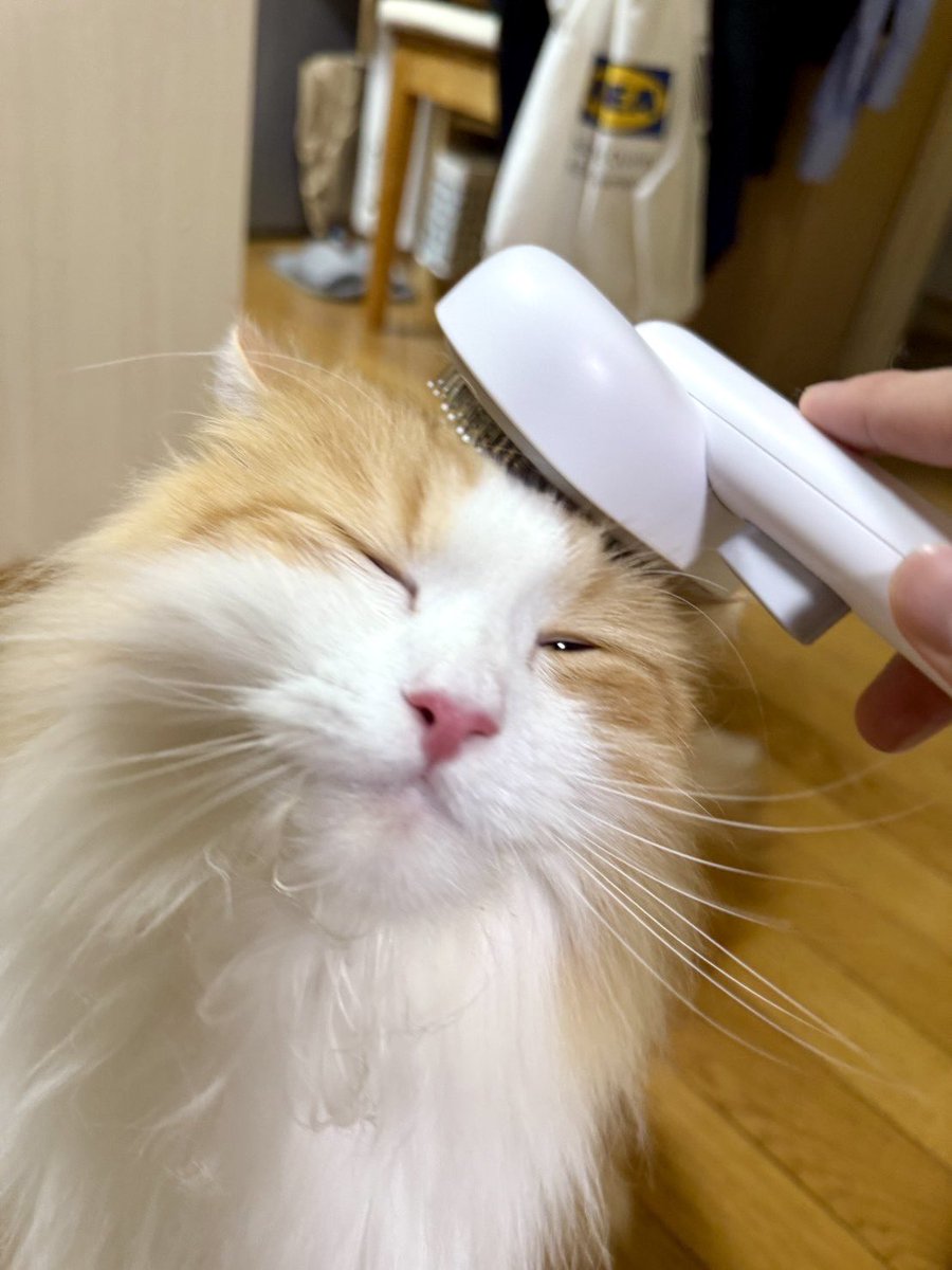 indomitable_val's tweet image. 愛猫グラの近況が送られてきたんだけど・・・元気っぽい😀
よかったよかった
1人暮らしも頑張れるぜ😤