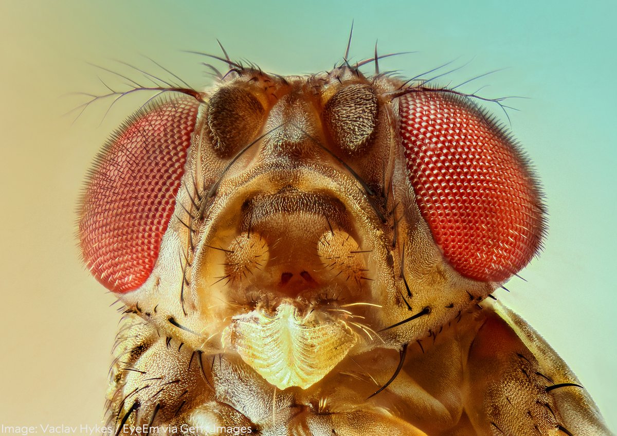 NobelPrize's tweet photo. Thomas Hunt Morgan was awarded the 1933 medicine prize for the work he completed over a 17-year period at Columbia University, commencing in 1910 with his discovery of the white-eyed mutation in the fruit fly, Drosophila.

Read more: https://t.co/fHcePGGoRL https://t.co/QlyUA7VZEz