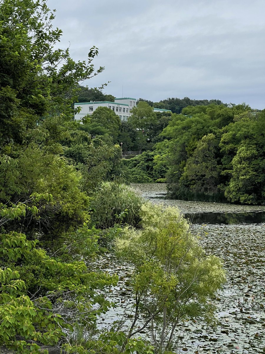tenderuin's tweet image. i walked where the wind took me in nagoya