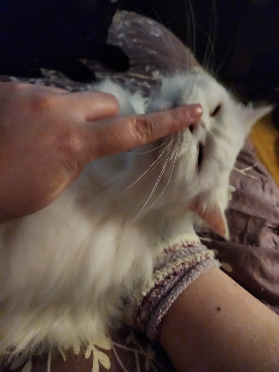 CatAddiction101's tweet photo. Nose boop 🥰 https://t.co/Ye9buqZ54C