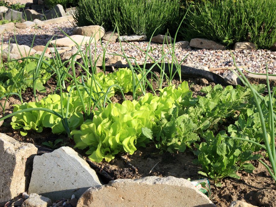 Growing spring onions? So easy! 🌱 Succession sow every 2-3 weeks for continuous harvests. Plant them between carrots or lettuce – their strong scent deters pests for those neighbours! Enjoy fresh zing all summer. #Gardening #GrowYourOwn #SpringOnions #AllotmentLife