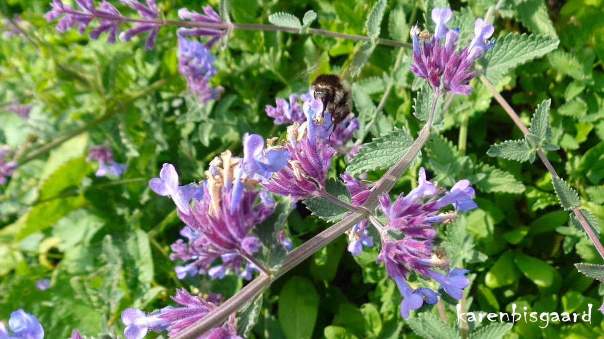 KarenBisgaard1's tweet image. karensnaturephotography.blogspot.com/2025/06/bloomi…
#catnip #gardenflower #naturephotography