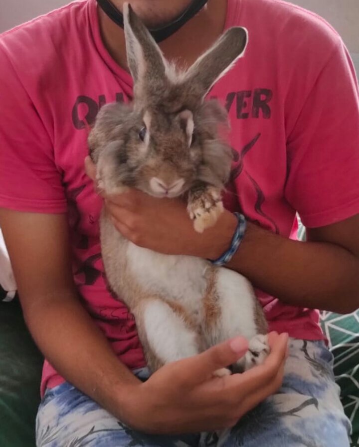 Martin040700's tweet image. CACAHUATE como no olvidarme de tí que ya cumplistes un año de tu partida &amp;amp; de mi lado mi pequeño barboncito!!! 🥺🥺😢😭🐰🐇🕊️🕊️✨✨💫❤️‍🩹❤️‍🩹❤️‍🩹
#conejitos #bunnys #bunny #missyou #Rabbits #conejosperu