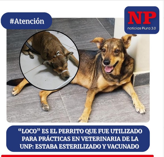 ALCO Perú🐸🐶🐱🐰🐯🐣🐮🐷🐳🐵🐢 (@alcoperu) on Twitter photo En la <a href="/UNP_Piura/">Universidad Nacional de Piura</a> el seudo docente JOEL DOMÍNGUEZ CÓRDOBA, junto con alumnos PSICÓPATAS se robaron a "Loco" un perrito que vivía en la universidad y lo torturaron hasta matarlo en sus experimentos para ser futuros carniceros. Había más víctimas enjauladas. rpp.pe/peru/piura/fis… En la <a href="/UNP_Piura/">Universidad Nacional de Piura</a> el seudo docente JOEL DOMÍNGUEZ CÓRDOBA, junto con alumnos PSICÓPATAS se robaron a "Loco" un perrito que vivía en la universidad y lo torturaron hasta matarlo en sus experimentos para ser futuros carniceros. Había más víctimas enjauladas. rpp.pe/peru/piura/fis…