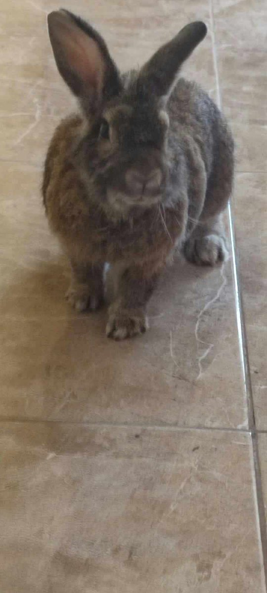 Martin040700's tweet image. CACAHUATE como no olvidarme de tí que ya cumplistes un año de tu partida &amp;amp; de mi lado mi pequeño barboncito!!! 🥺🥺😢😭🐰🐇🕊️🕊️✨✨💫❤️‍🩹❤️‍🩹❤️‍🩹
#conejitos #bunnys #bunny #missyou #Rabbits #conejosperu