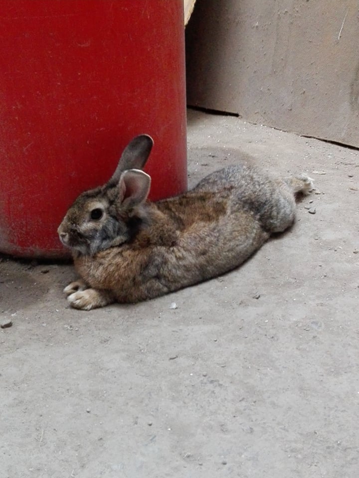 Martin040700's tweet image. CACAHUATE como no olvidarme de tí que ya cumplistes un año de tu partida &amp;amp; de mi lado mi pequeño barboncito!!! 🥺🥺😢😭🐰🐇🕊️🕊️✨✨💫❤️‍🩹❤️‍🩹❤️‍🩹
#conejitos #bunnys #bunny #missyou #Rabbits #conejosperu