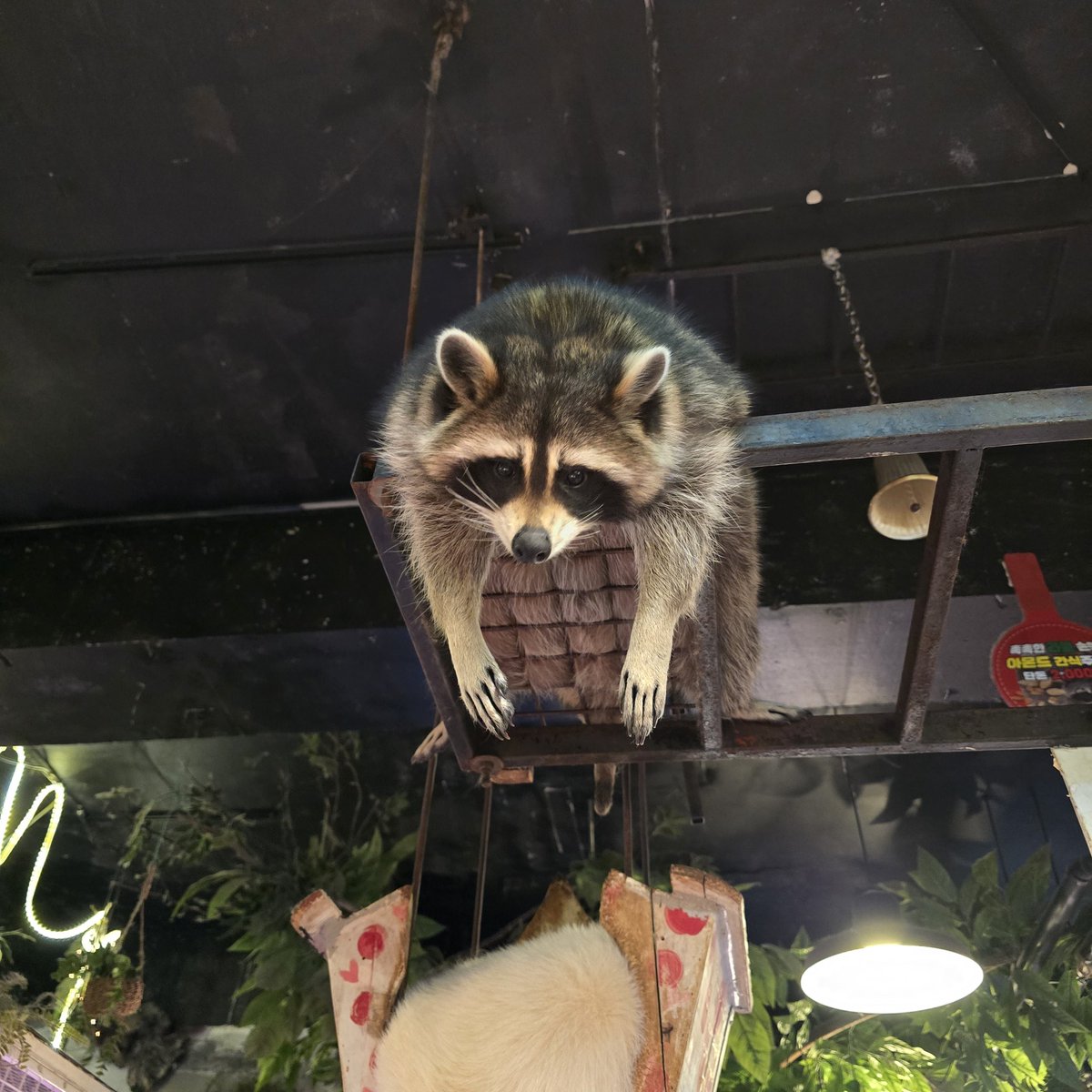 실내 동물원 갈 때마다 느끼지만
라쿤 너무 귀여워...
간식 주면 손으로 꼭 잡고 먹는거 진짜 댕커엽..