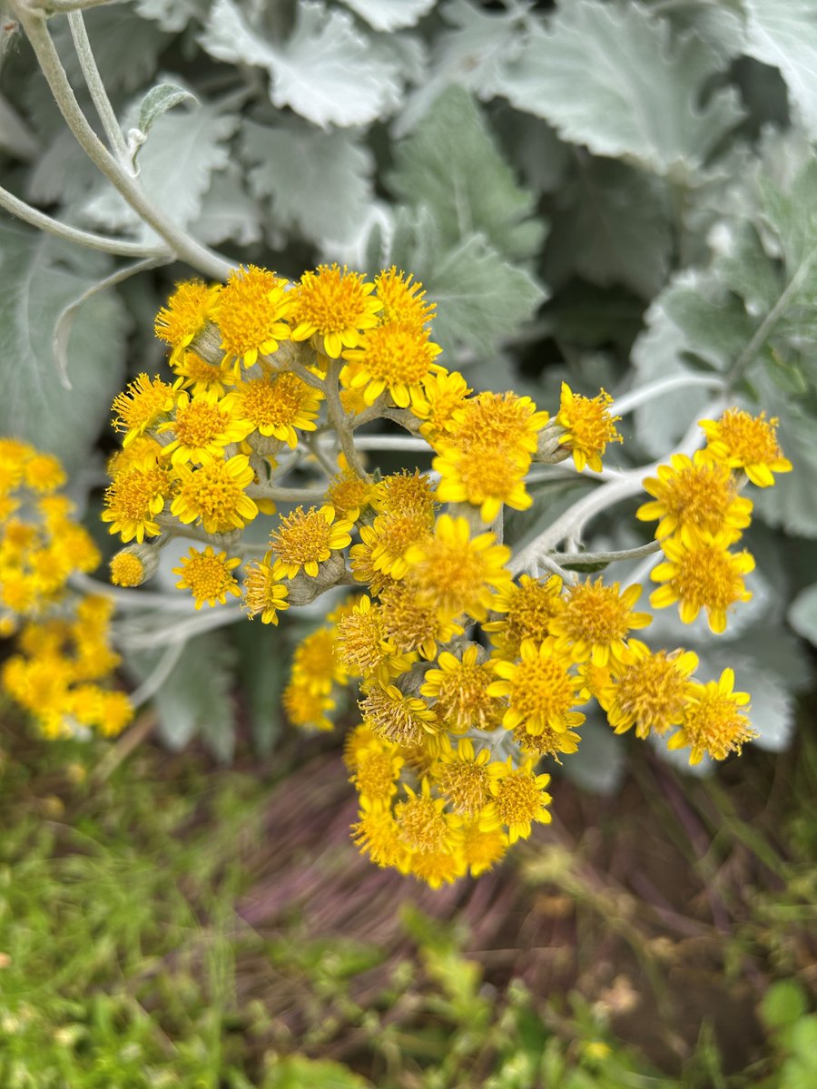 ParksRinsi's tweet image. 新規開園地のシロタエギクが黄色の花を咲かせています。
＃林試の森公園　＃シロタエギク　＃新規開園地