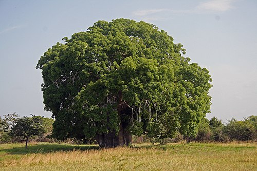 Tree of the Day: The Baobab (Adansonia digitata) 🌳
Can store up to 32000 gallons of water in its trunk.