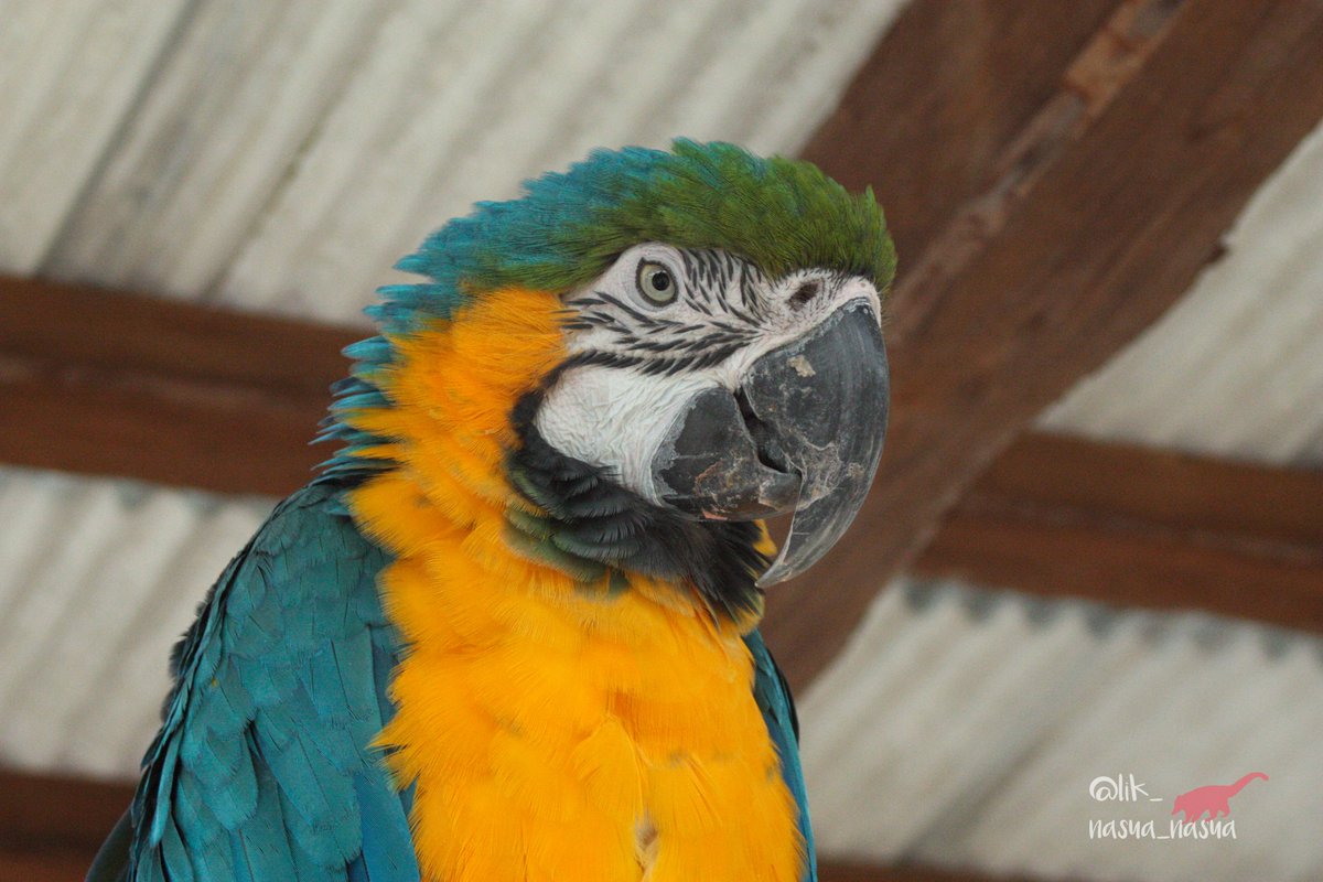 lik_nasua_nasua's tweet photo. #オウムインコデー
皆ステキ、皆いいコ✨
#トリアスふれあい動物園
#ベニコンゴウインコ チリ マグロ
#オオキボウシインコ うめちゃん
#ルリコンゴウインコ チェリー♀ うみ♂
#RedandGreenMacaw
#YellowheadedAmazon
#BlueandyellowMacaw https://t.co/a7EFNrxY2d