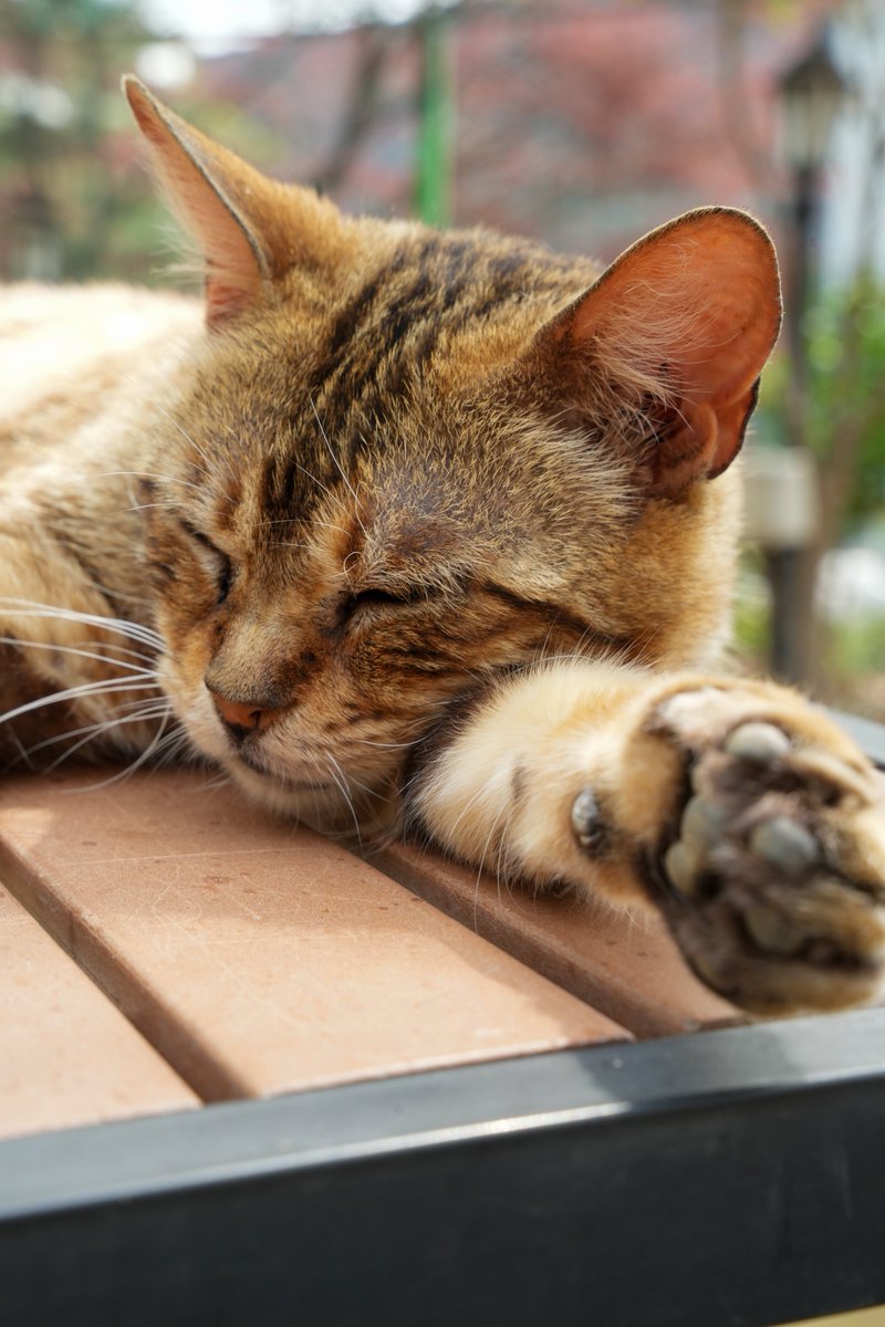 intern_kun🐾 (@internkun_neko) on Twitter photo 