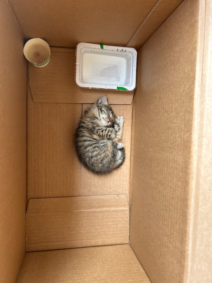 _imbo___'s tweet image. RT 감사합니다‼️
새끼 고양이 갖다 키우라는 문구가 적힌 박스에 버려진 곤히가 가족찾아요!
▫️곤히/여
▫️2025년 5월 11일생 추정
▫️호기심이 많고 무던한 성격
▫️감기기운이 있지만 잘 먹고 잘 싸는 중
입양신청 링크⬇️
nabiya.org/adopt
#나비야사랑해_곤히 #가족찾는_곤히 #서울경기인천