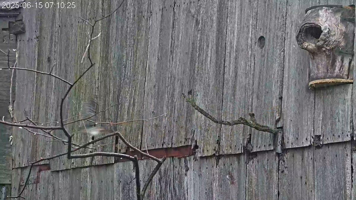 7:10 6/15 The male kestrel departs.