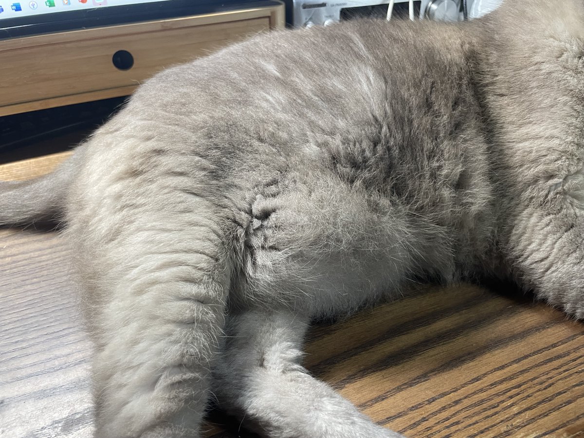 楽天市場】カドリー 勘太 サバトラ ねこ ぬいぐるみ【Cuddly