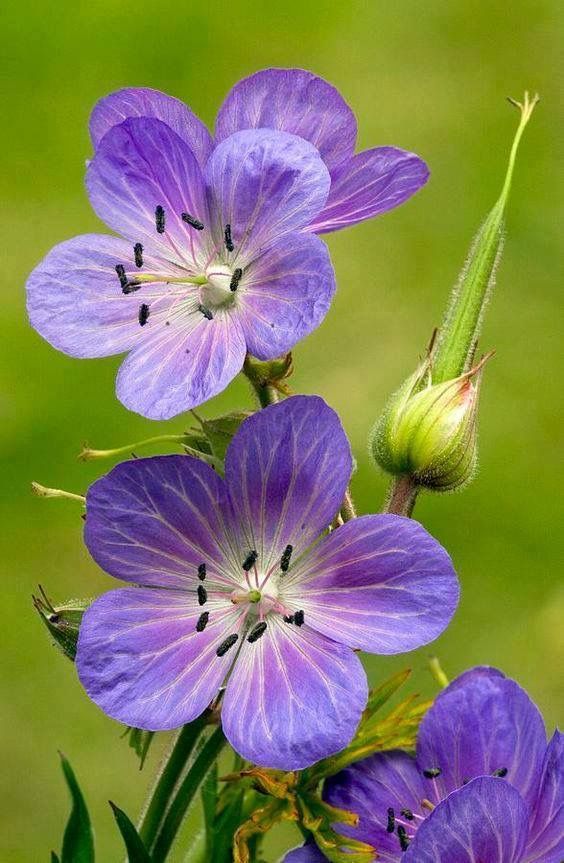 Scots Gaelic Challenge Day 3041 crobh-preachain Frangach = French/Endres cranesbill, crobh-preachain an lòin = meadow cranesbill #Gaelic #language #Gaidhlig