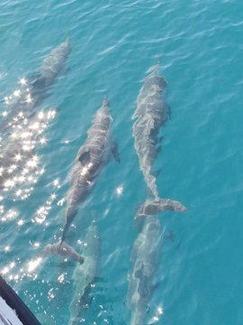 I went out to sea for fun on the weekend and saw dolphins