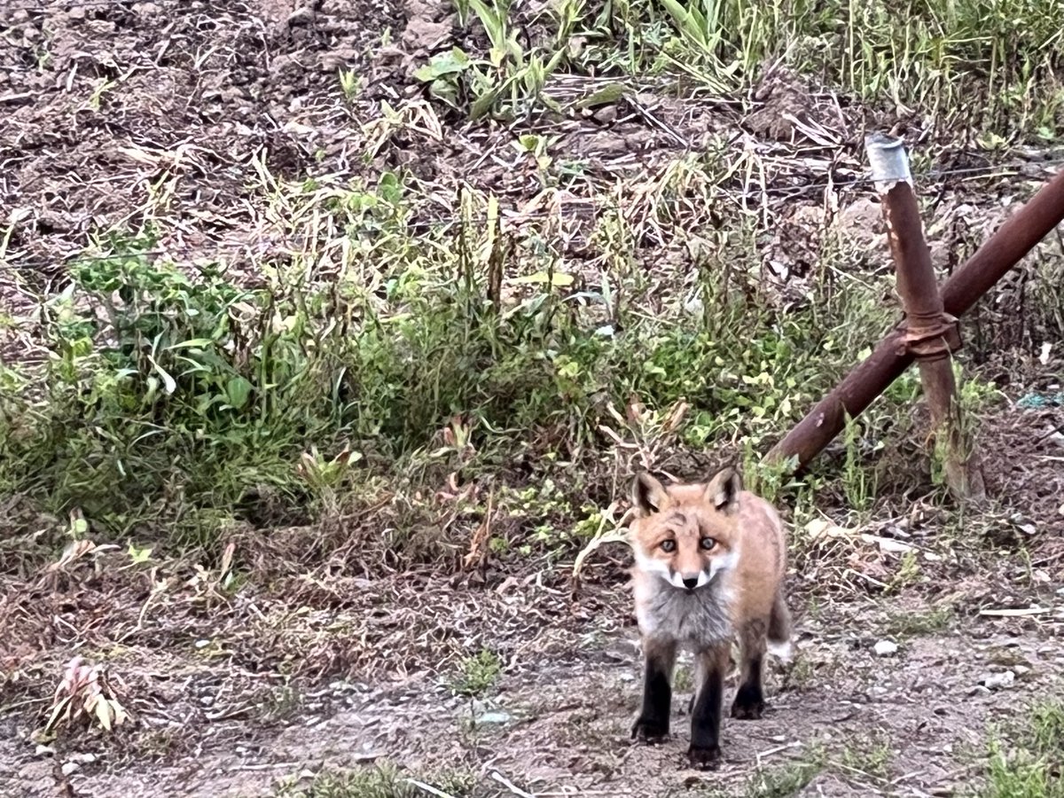 オジファーム ~アスパラガス~ tweet media