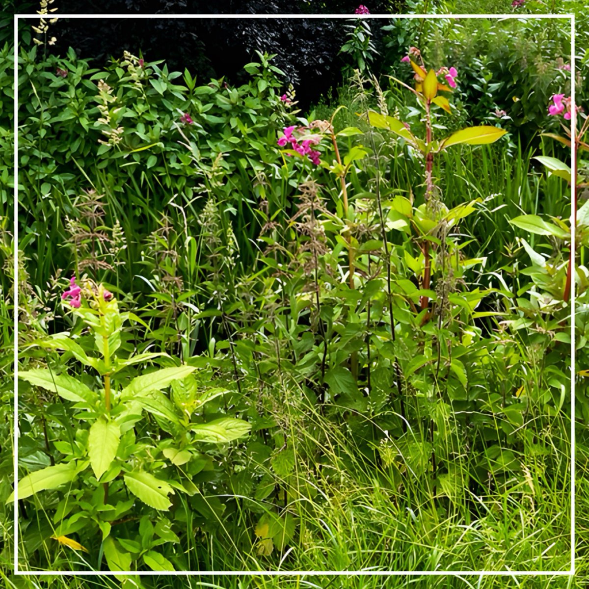 𝑹𝒊𝒗𝒆𝒓 𝑭𝒐𝒔𝒔 𝑺𝒐𝒄𝒊𝒆𝒕𝒚 tweet media