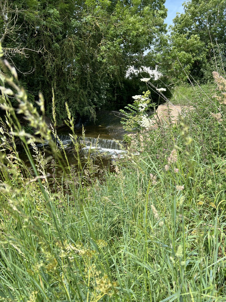 Some more bashing dates for you!!

Haxby Weir Meet 10am at the car park
///wildfires.squash.booms

Strensall Meet Moray close meet 9.30am
///evaporate.bearable.power

#York #RiverFoss #INNS #HimalayanBalsam #BalsamBashing #Conservation #GreenExercise