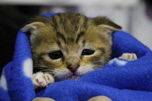 boturitter's tweet image. &quot;Under the weather, but still purrfectly cute! 😻&quot; #tinykitten #sadkitty #cutecat #kittenlove #adoptdontshop