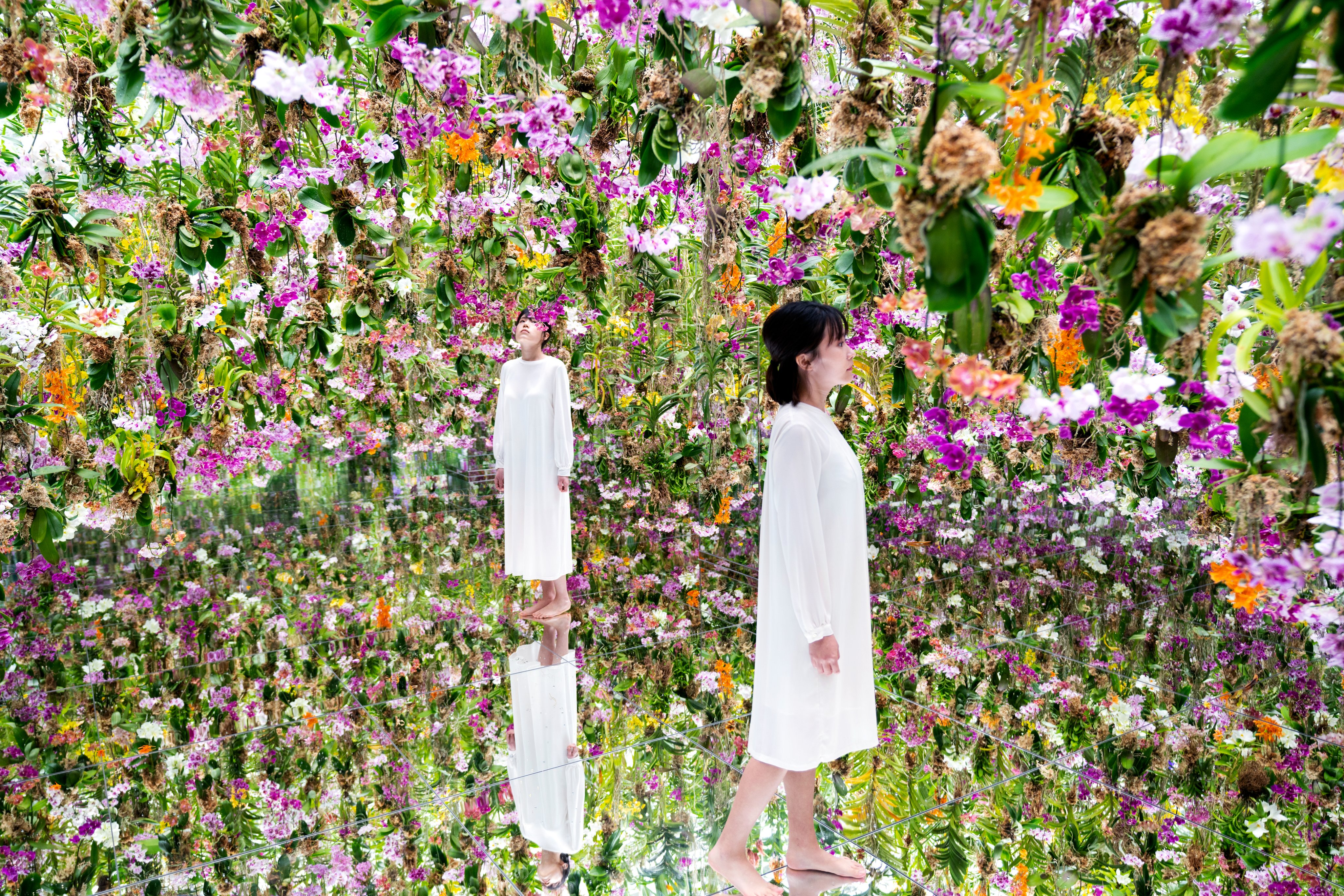 地球と花 黄花コスモスを追いかけて🦋 . . Following the yellow cosmos