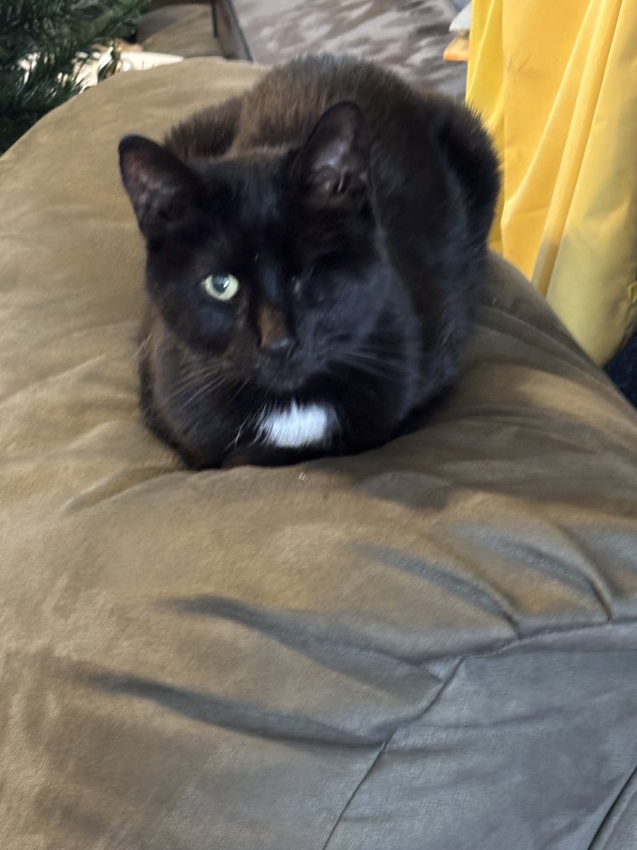 Miss Sadie wishes all the fur daddies a Happy Father’s Day.