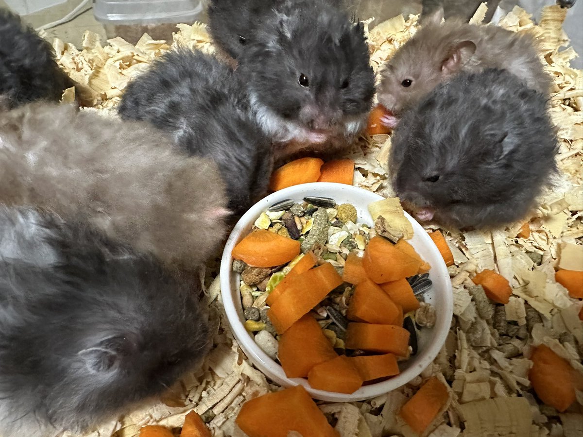 かわいいハムちゃんbabies✨

みんな元気に成長中🐹

#ハムスター
#ゴールデンハムスター
#シリアンハムスター
#巻き毛
#レックス