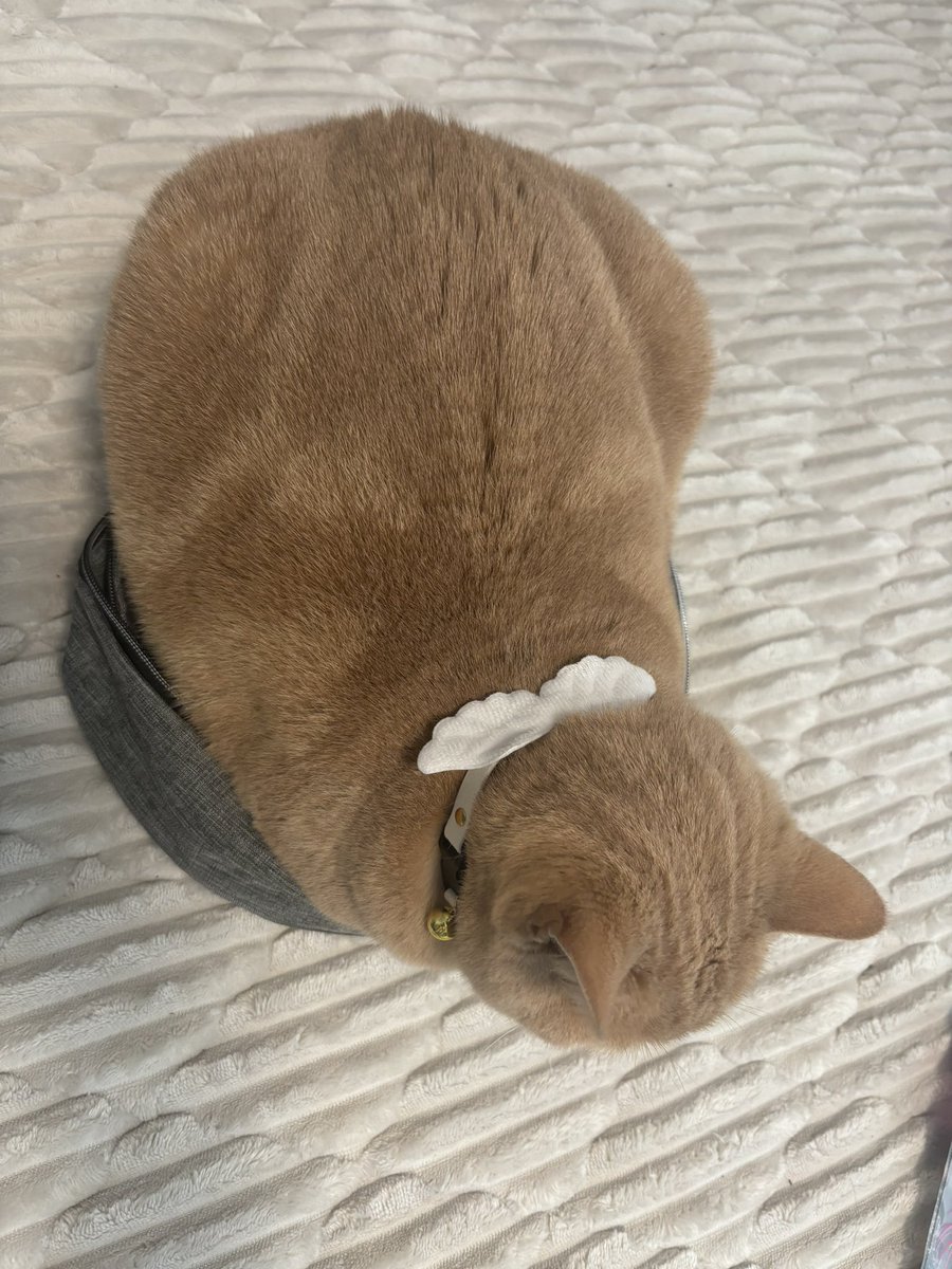 半糖小欲望 tweet media