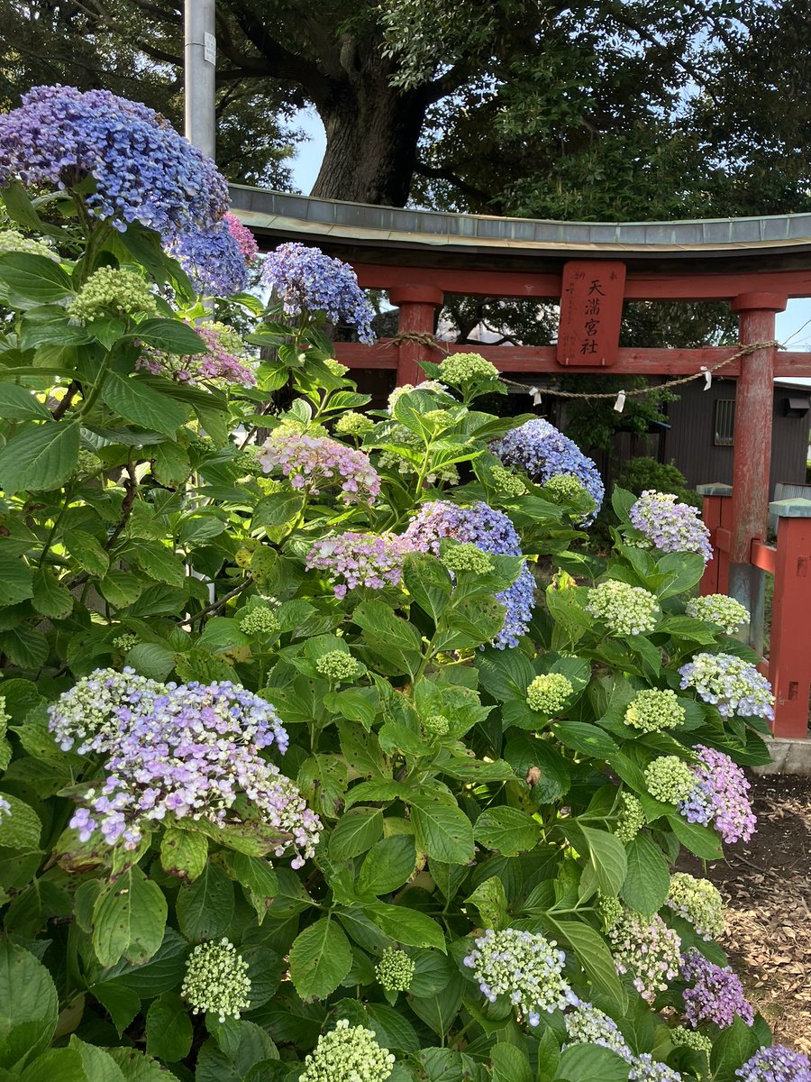 Suzu3477's tweet photo. 雨上がりの午後　暑くなった　#市川市の小径 https://t.co/rkcA9KWleS