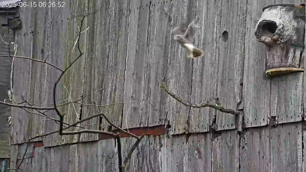 6:26 6/15 The last kestrel chick fledges.