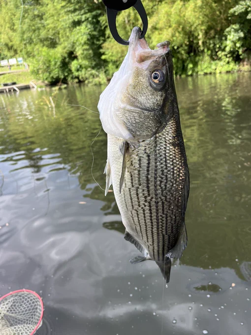 そして夕まずめに怒涛のアメリカナマズ&amp;ストライパーFISH!! ULの竿ガン曲がり!エグい引きを楽しませてもらいました #ゆ～のすフィッシング