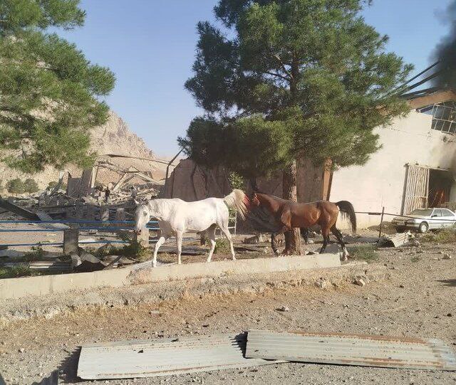 Lors de l'attaque à la roquette menée par le régime sioniste dimanche matin  contre un centre d'élevage de chevaux de course dans le village olympique  de Kermanshah, environ 50 chevaux ont été