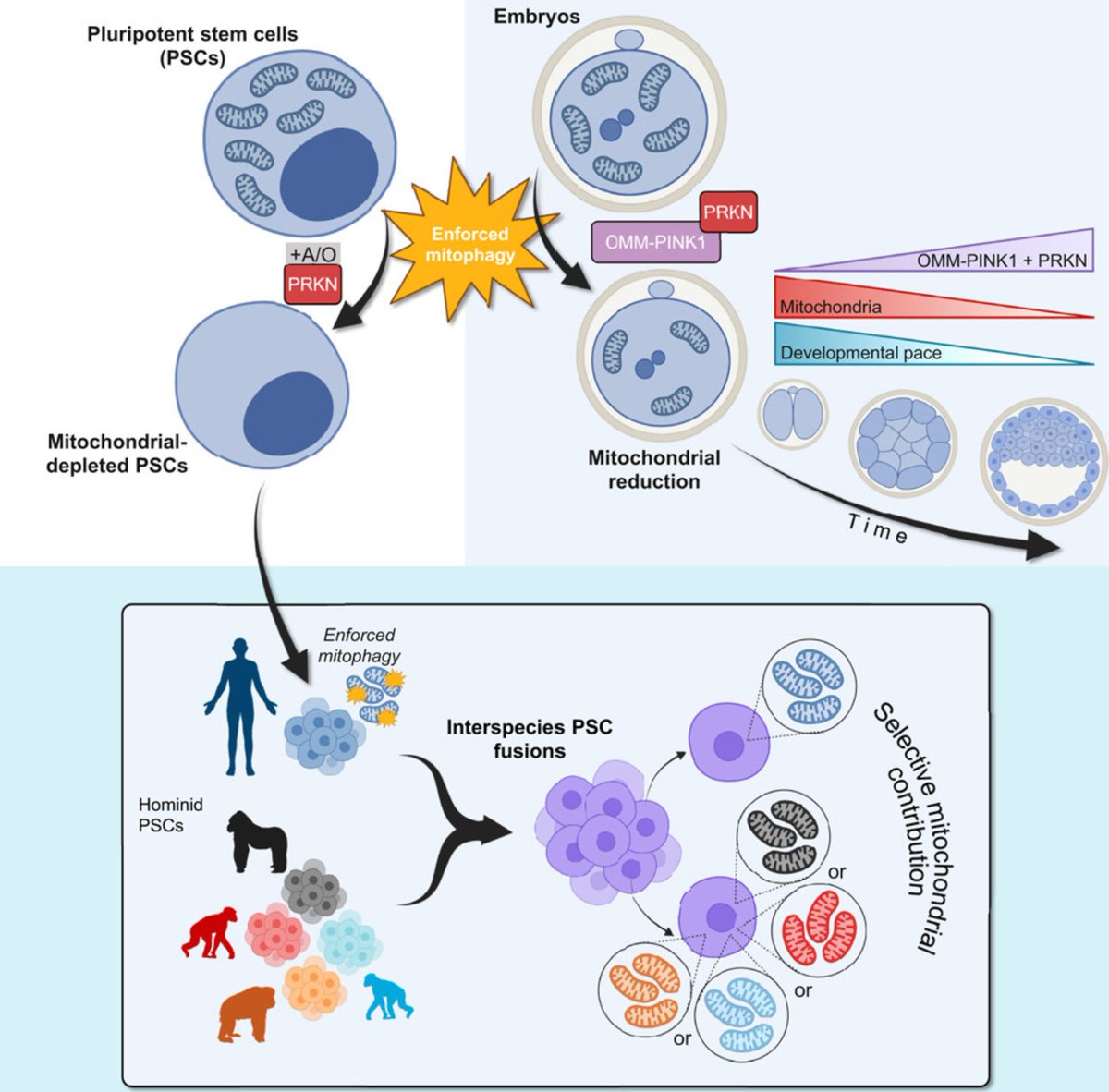 Catalina Vasilescu, PhD (@_cvasilescu) on Twitter photo Weekly report of #mitochondrialdisease literature!
biomed.news/bims-mitdis/20…
<a href="/Bims_BiomedNews/">Bims: Biomed News</a> <a href="/gavinmcstay2/">Gavin McStay</a> <a href="/mitoscientist/">Keshav K Singh, PhD</a> <a href="/Mito_News/">Mitochondria News</a> <a href="/MitoSociety/">MitoSociety</a> <a href="/mitoscientists/">MitoScientists</a>
Unraveling mitochondrial influence on mammalian pluripotency via enforced mitophagy Weekly report of #mitochondrialdisease literature!
biomed.news/bims-mitdis/20…
<a href="/Bims_BiomedNews/">Bims: Biomed News</a> <a href="/gavinmcstay2/">Gavin McStay</a> <a href="/mitoscientist/">Keshav K Singh, PhD</a> <a href="/Mito_News/">Mitochondria News</a> <a href="/MitoSociety/">MitoSociety</a> <a href="/mitoscientists/">MitoScientists</a>
Unraveling mitochondrial influence on mammalian pluripotency via enforced mitophagy