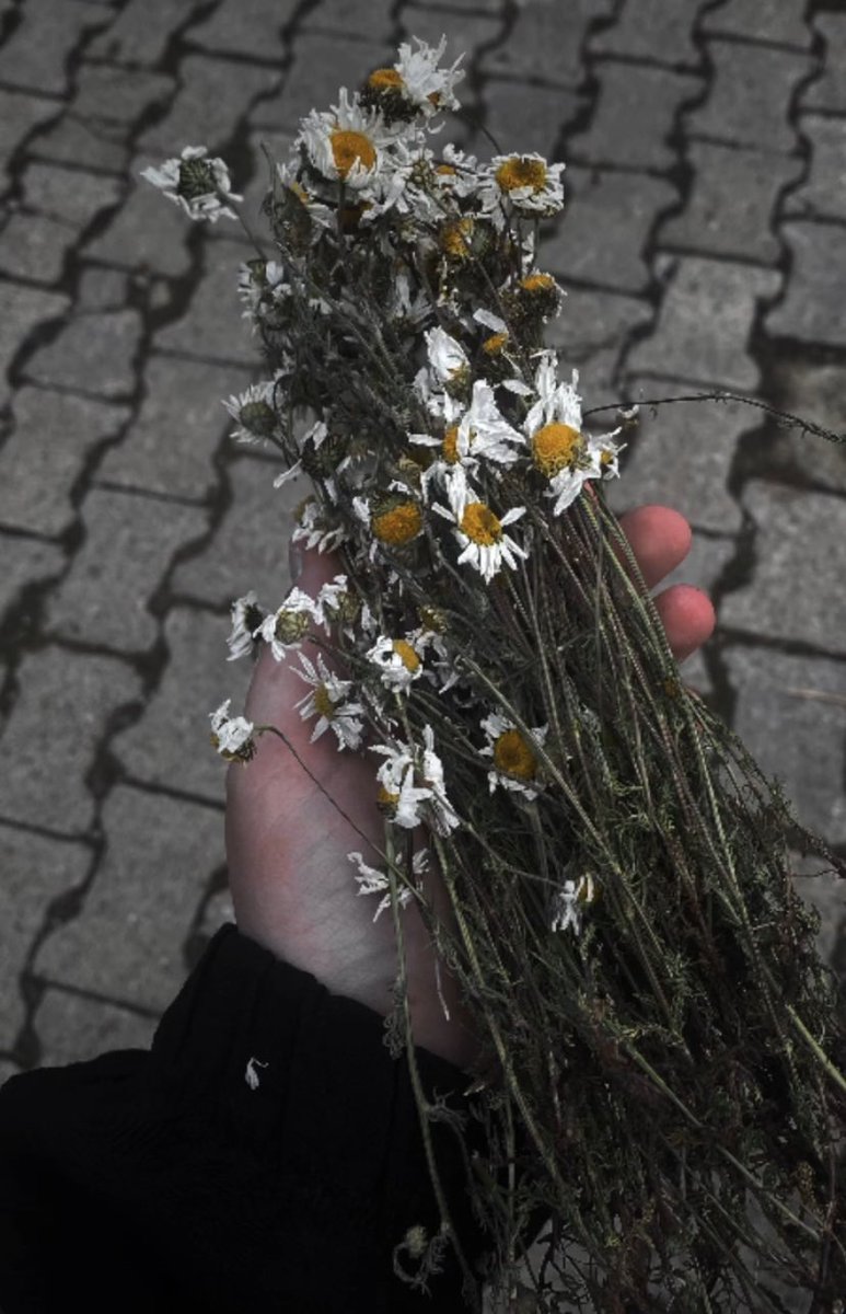 Yerde kurumuş papatya buldum bunu sadece biz anlarız…🥀

#AlGon