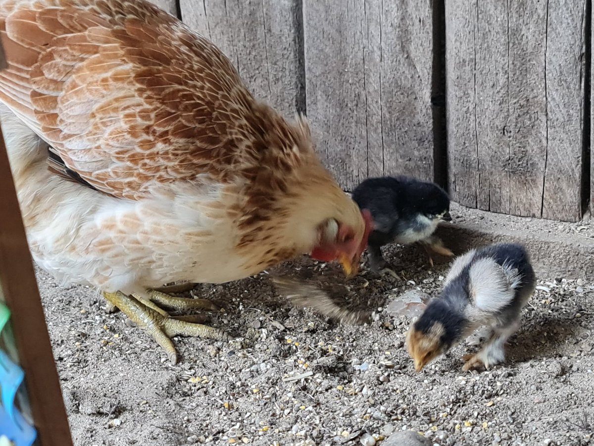 Die frischgebackene Mama mit den neuen Kids frühstückt auch. 😍