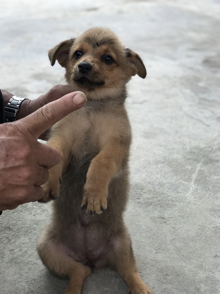 Quang Vinh tweet media