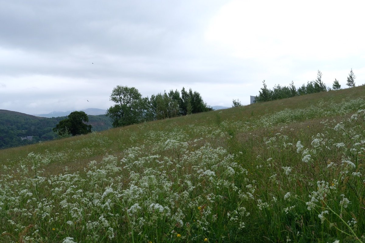 Rogart: Fine rain at bedtime, turned everything blue green silver. Droplets of water haloing &amp; drooping plants in the still light of short nights. (I fall asleep to almost daylight). Morning across the hay park. My wellies stuck with grass pollen. The air smells of elderflowers…