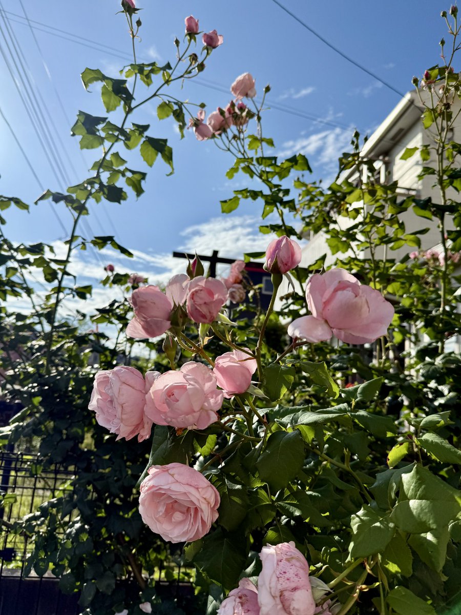 kanoco7's tweet photo. 雨上がりのナエマ、花びらが痛み気味ですが香りが👌エキナセアが早くも満開🌺

#ナエマ　#エキナセア https://t.co/9Qfw5tGl21