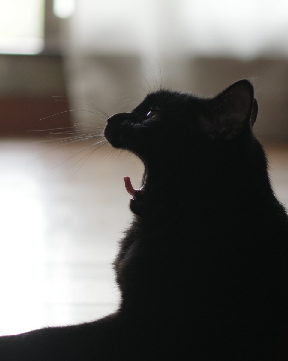 逆光あくび。
#猫 #黒猫 https://t.co/dttjIr9IiA