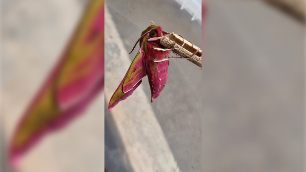 Natuur onder de loep -  streekbladzoetermeer.nl/l/161637