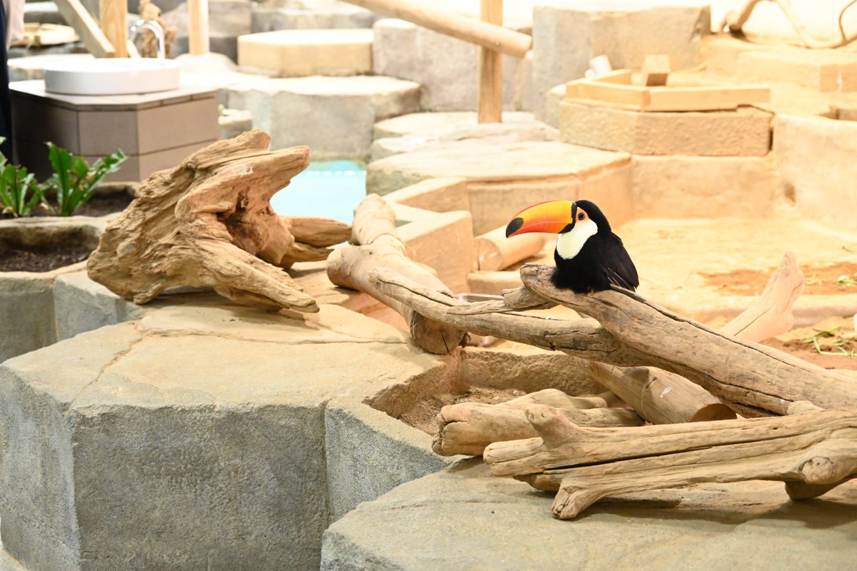 うごきにふれるゾーン入口すぐには
時々オニオオハシが休憩しています。

#ニフレル
#オニオオハシ