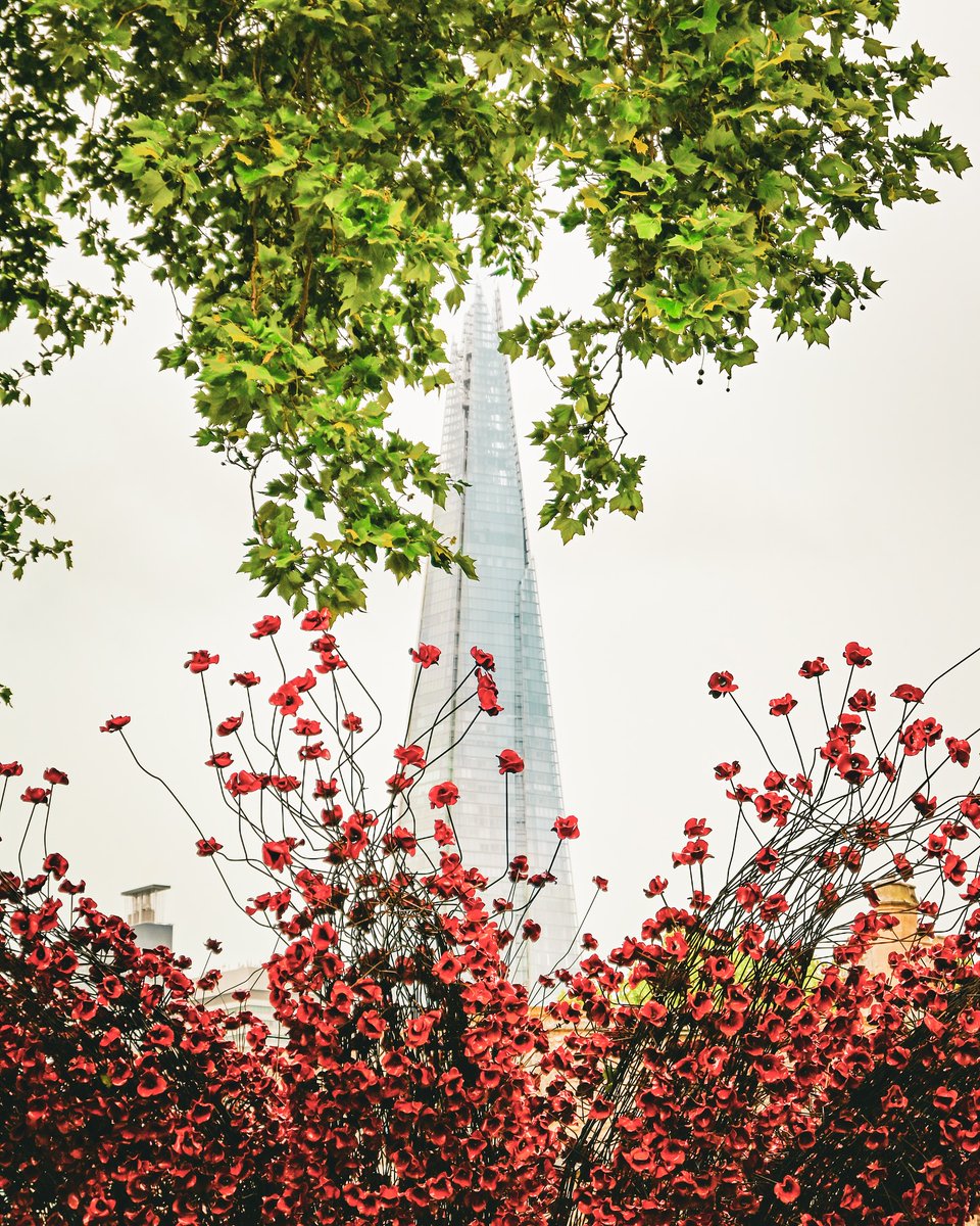 HRP_palaces's tweet image. 🌺 Sharing your photos of the poppies 🌺 It has been so moving to see your photos of the poppies installation at the Tower of London 🏰
Share your photos and stories with us using #TowerPoppies 👇
📸 @RebekkaTenDijke @craigehadfield @Carolinethorley @danielleparker
