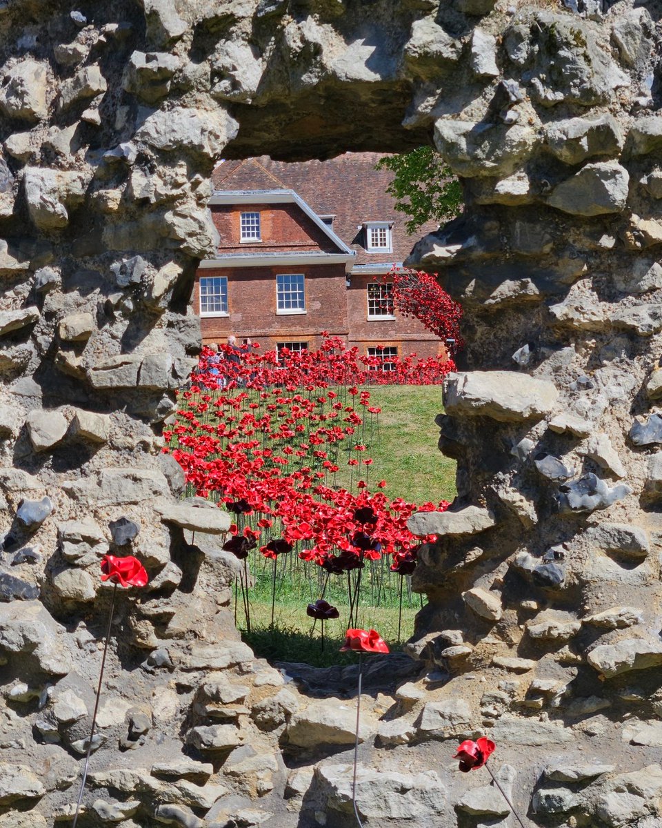 HRP_palaces's tweet image. 🌺 Sharing your photos of the poppies 🌺 It has been so moving to see your photos of the poppies installation at the Tower of London 🏰
Share your photos and stories with us using #TowerPoppies 👇
📸 @RebekkaTenDijke @craigehadfield @Carolinethorley @danielleparker