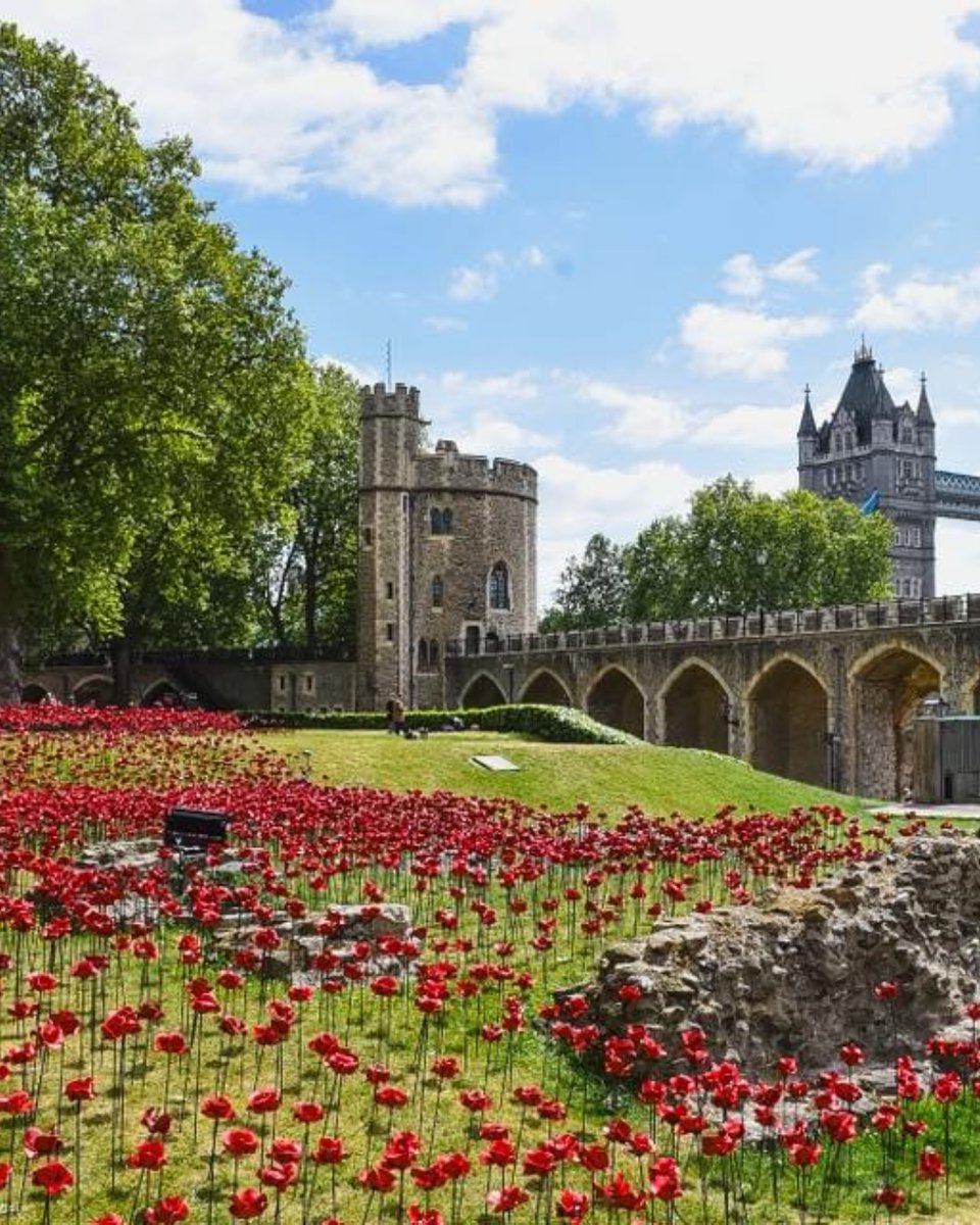 HRP_palaces's tweet image. 🌺 Sharing your photos of the poppies 🌺 It has been so moving to see your photos of the poppies installation at the Tower of London 🏰
Share your photos and stories with us using #TowerPoppies 👇
📸 @RebekkaTenDijke @craigehadfield @Carolinethorley @danielleparker